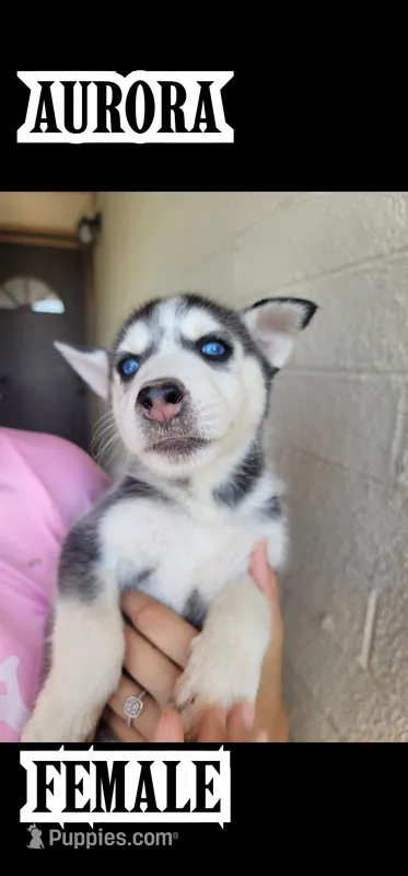 Aurora – Siberian Husky puppy for sale in Tucson, AZ
