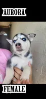 Aurora, a female Siberian Husky for sale in Tucson, AZ – 1 of 1