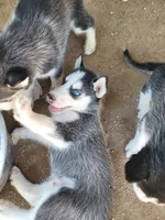 sierra, a female Siberian Husky for sale in Tucson, AZ – 2 of 2