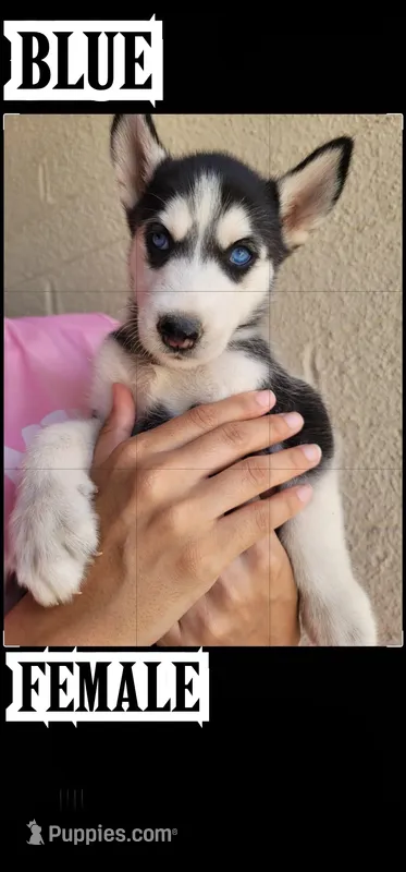 Blue – Siberian Husky puppy for sale in Tucson, AZ
