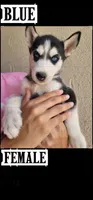 Blue, a female Siberian Husky for sale in Tucson, AZ – 1 of 1