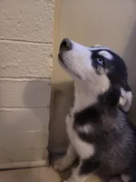 Siberia, a female Siberian Husky for sale in Tucson, AZ – Photo 2 of 6