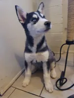 Siberia, a female Siberian Husky for sale in Tucson, AZ – Photo 6 of 6