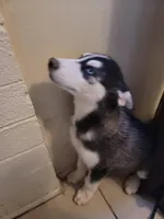 Siberia, a female Siberian Husky for sale in Tucson, AZ – Photo 4 of 6