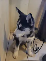 Siberia, a female Siberian Husky for sale in Tucson, AZ – Photo 3 of 6