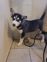Siberia, a female Siberian Husky for sale in Tucson, AZ – Photo 5 of 6