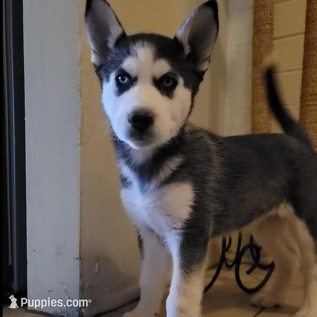 Siberio, a male Siberian Husky for sale in Tucson, AZ – Photo 1 of 2