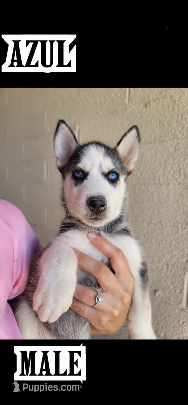 azul – Siberian Husky puppy for sale in Tucson, AZ