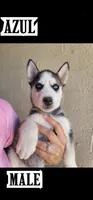 azul, a male Siberian Husky for sale in Tucson, AZ – 1 of 1