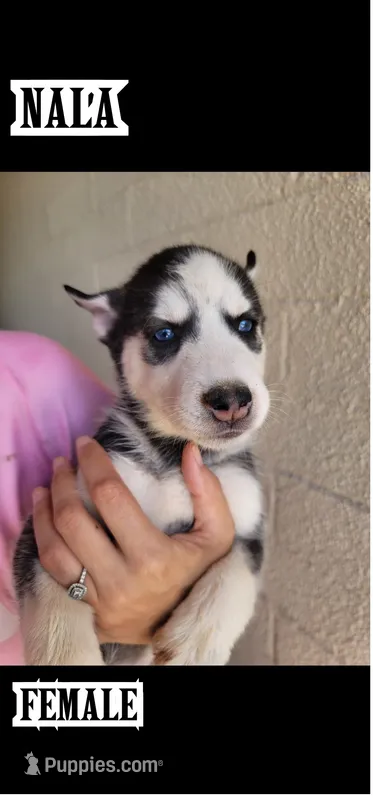 Nala – Siberian Husky puppy for sale in Tucson, AZ