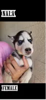 Nala, a female Siberian Husky for sale in Tucson, AZ – 1 of 1