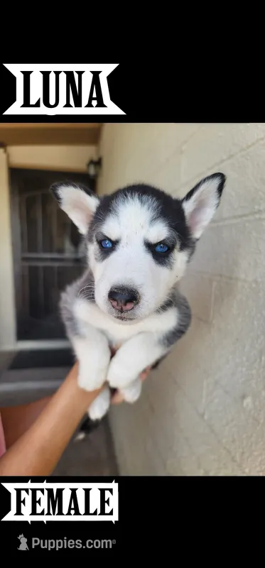 Luna – Siberian Husky puppy for sale in Tucson, AZ