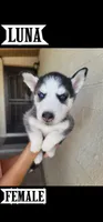 Luna, a female Siberian Husky for sale in Tucson, AZ – 1 of 1