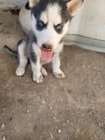 Aurora, a female Siberian Husky for sale in Tucson, AZ – 2 of 2
