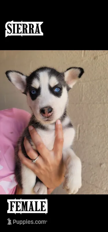 sierra – Siberian Husky puppy for sale in Tucson, AZ