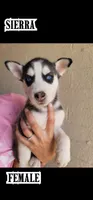 sierra, a female Siberian Husky for sale in Tucson, AZ – 1 of 1