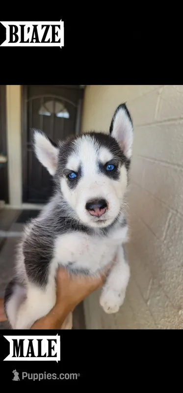 Blaze – Siberian Husky puppy for sale in Tucson, AZ