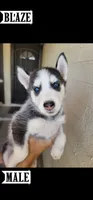 Blaze, a male Siberian Husky for sale in Tucson, AZ – 1 of 1