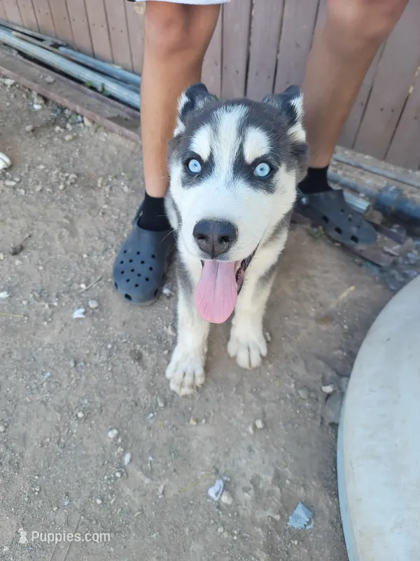 Frost – Siberian Husky puppy for sale in Tucson, AZ