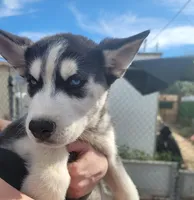 Artic, a male Siberian Husky for sale in Tucson, AZ – Photo 2 of 3