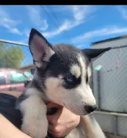 Artic, a male Siberian Husky for sale in Tucson, AZ – Photo 3 of 3