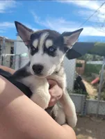 Artic, a male Siberian Husky for sale in Tucson, AZ – Photo 1 of 3