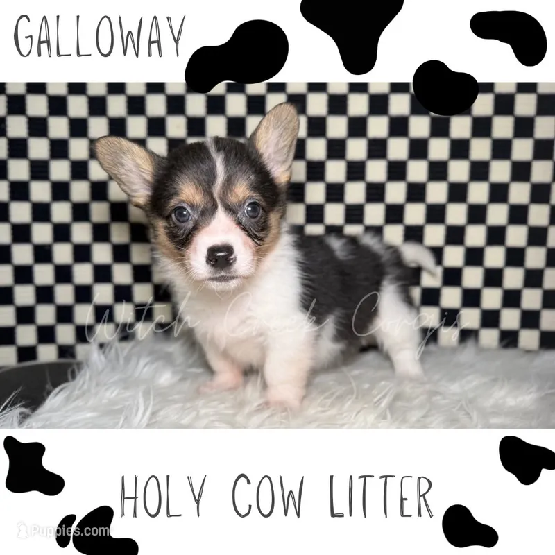 Galloway – Cardigan Welsh Corgi, Pembroke Welsh Corgi puppy for sale in Greenwood, IN