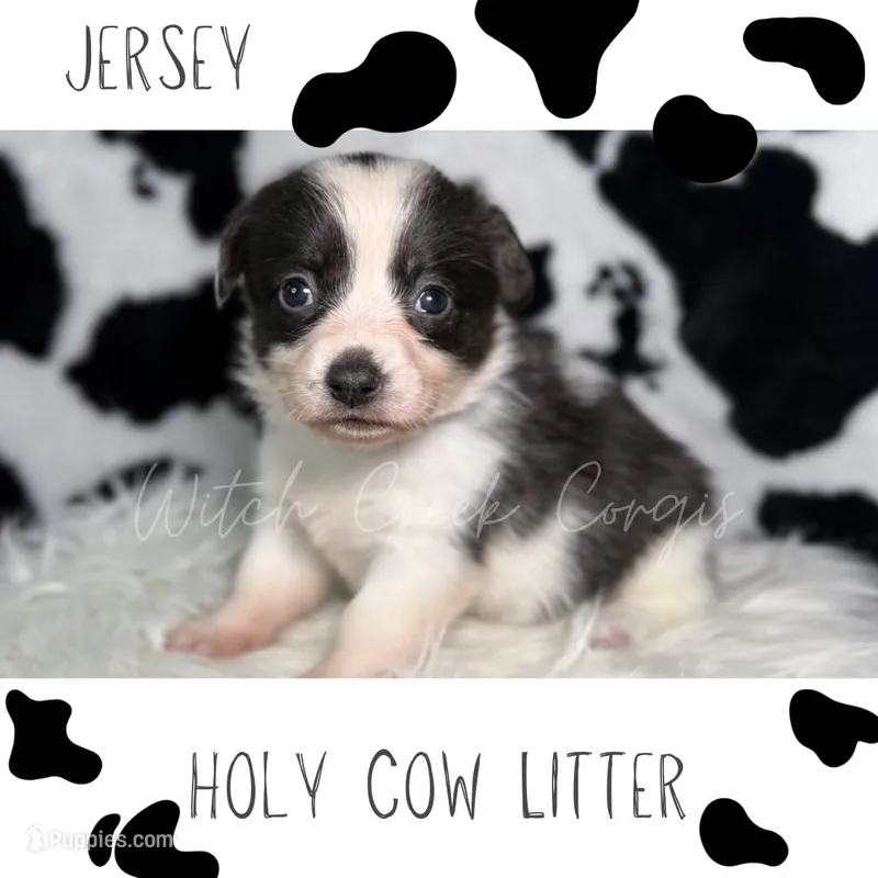 Jersey – Cardigan Welsh Corgi, Pembroke Welsh Corgi puppy for sale in Greenwood, IN