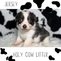 Jersey, a female Cardigan Welsh Corgi and Pembroke Welsh Corgi for sale in Greenwood, IN – 1 of 1