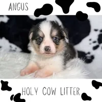 Angus, a male Cardigan Welsh Corgi and Pembroke Welsh Corgi for sale in Greenwood, IN – 1 of 1