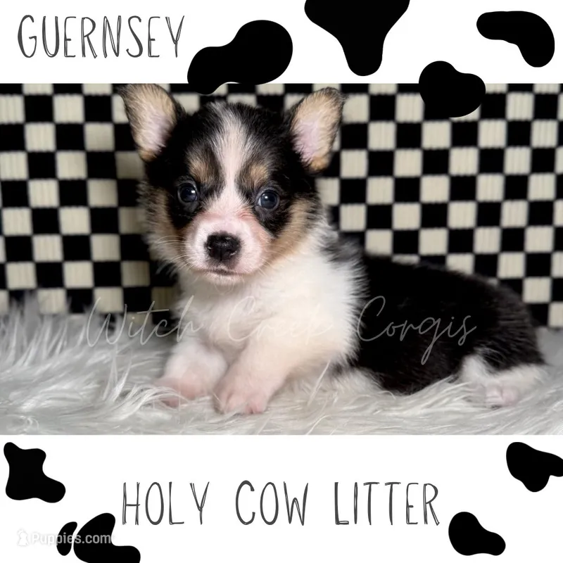 Guernsey – Cardigan Welsh Corgi, Pembroke Welsh Corgi puppy for sale in Greenwood, IN