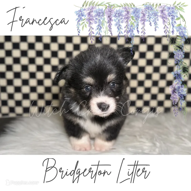 Francesca- fluffy – Cardigan Welsh Corgi, Pembroke Welsh Corgi puppy for sale in Greenwood, IN