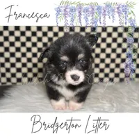 Francesca- fluffy, a female Cardigan Welsh Corgi and Pembroke Welsh Corgi for sale in Greenwood, IN – 1 of 2