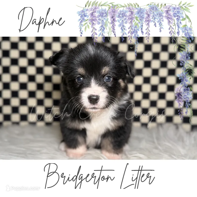 Daphne- Fluffy – Cardigan Welsh Corgi, Pembroke Welsh Corgi puppy for sale in Greenwood, IN