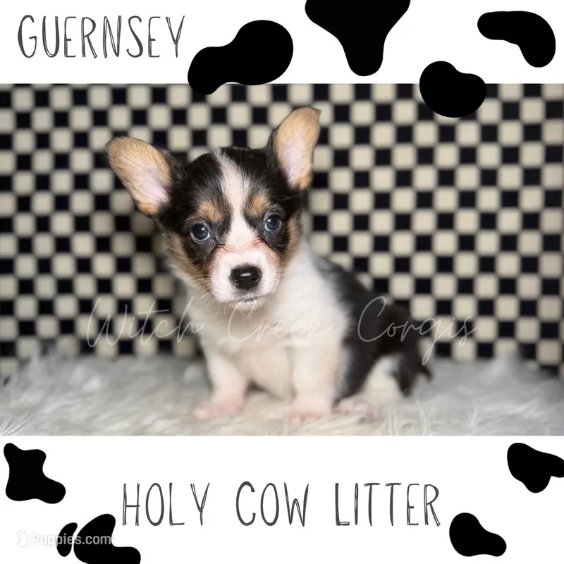 Guernsey – Cardigan Welsh Corgi, Pembroke Welsh Corgi puppy for sale in Greenwood, IN