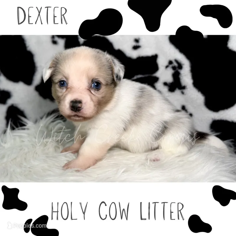 Dexter – Cardigan Welsh Corgi, Pembroke Welsh Corgi puppy for sale in Greenwood, IN