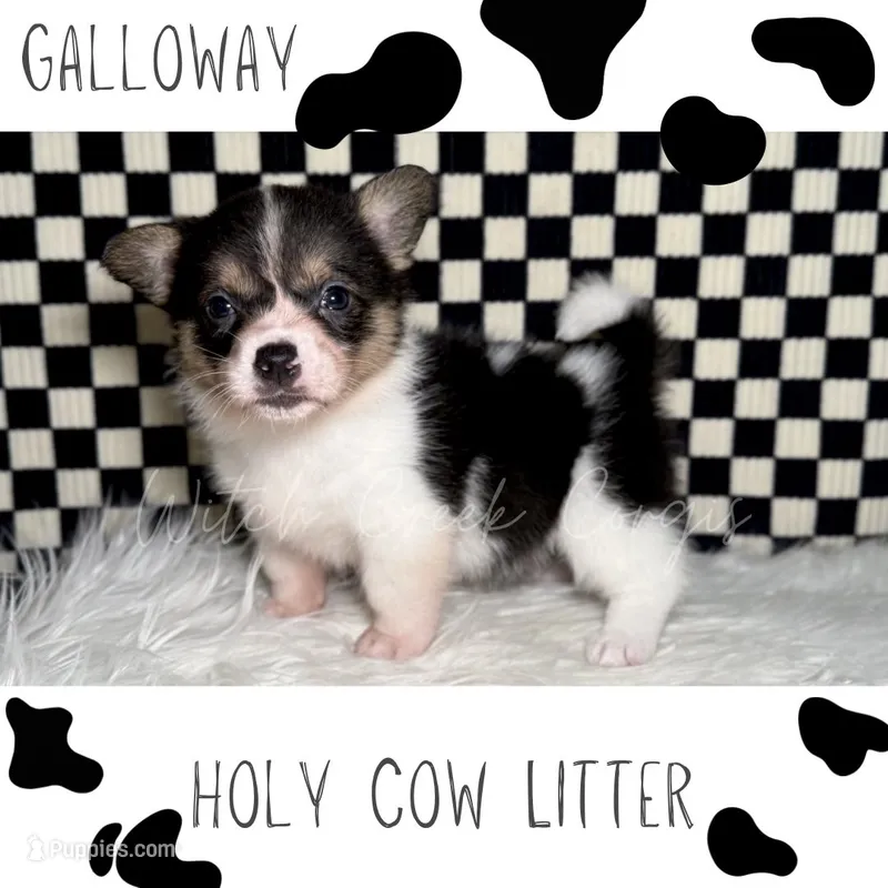 Galloway – Cardigan Welsh Corgi, Pembroke Welsh Corgi puppy for sale in Greenwood, IN