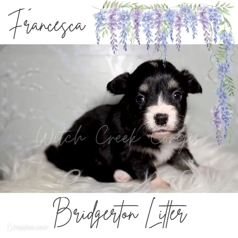Francesca – Cardigan Welsh Corgi, Pembroke Welsh Corgi puppy for sale in Greenwood, IN