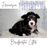 Francesca, a female Cardigan Welsh Corgi and Pembroke Welsh Corgi for sale in Greenwood, IN – 1 of 1