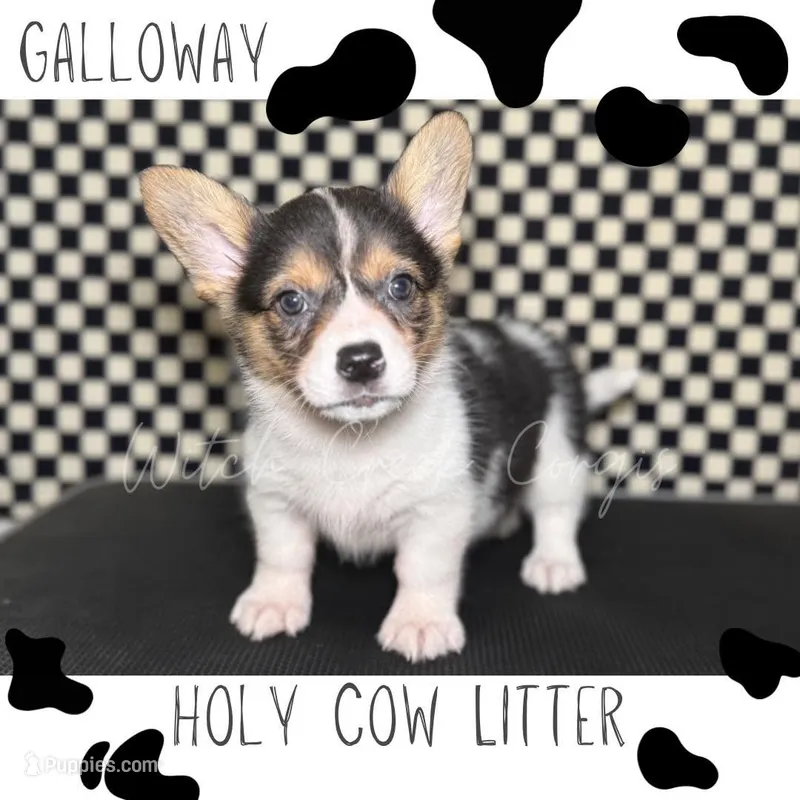 Galloway – Cardigan Welsh Corgi, Pembroke Welsh Corgi puppy for sale in Greenwood, IN