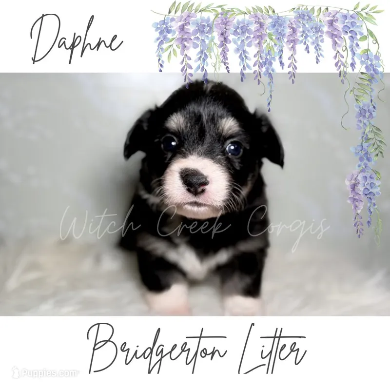 Daphne- Fluffy – Cardigan Welsh Corgi, Pembroke Welsh Corgi puppy for sale in Greenwood, IN