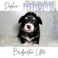 Daphne- Fluffy, a female Cardigan Welsh Corgi and Pembroke Welsh Corgi for sale in Greenwood, IN – 1 of 1