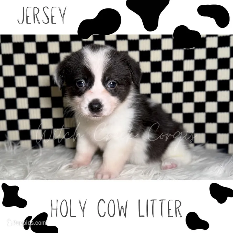 Jersey – Cardigan Welsh Corgi, Pembroke Welsh Corgi puppy for sale in Greenwood, IN