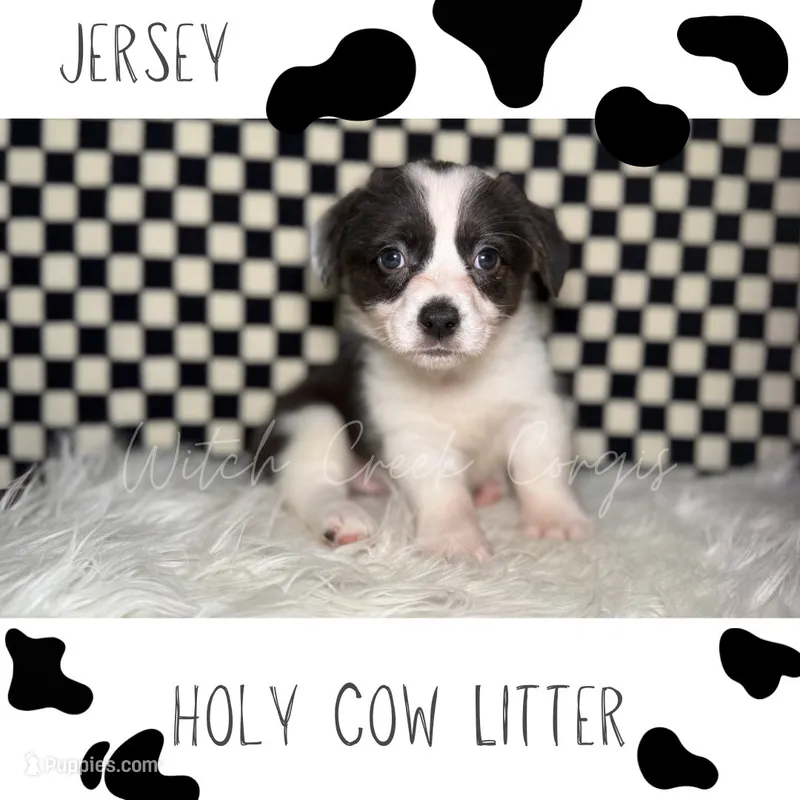 Jersey – Cardigan Welsh Corgi, Pembroke Welsh Corgi puppy for sale in Greenwood, IN