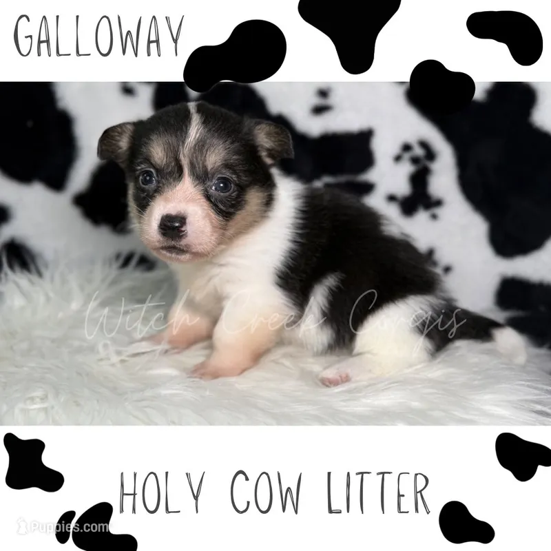 Galloway – Cardigan Welsh Corgi, Pembroke Welsh Corgi puppy for sale in Greenwood, IN