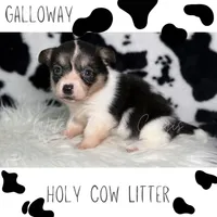 Galloway, a female Cardigan Welsh Corgi and Pembroke Welsh Corgi for sale in Greenwood, IN – 1 of 1