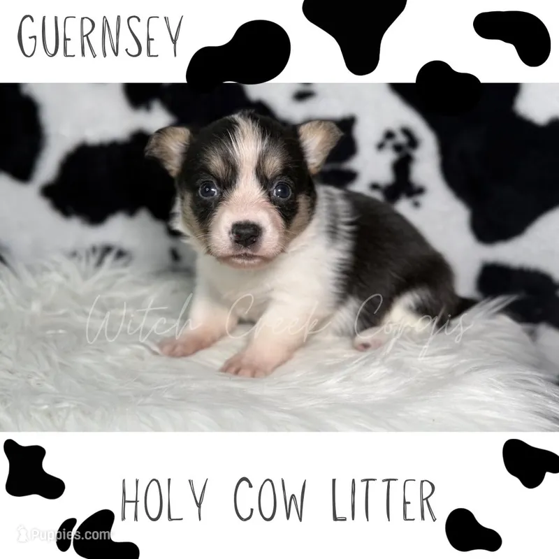 Guernsey – Cardigan Welsh Corgi, Pembroke Welsh Corgi puppy for sale in Greenwood, IN