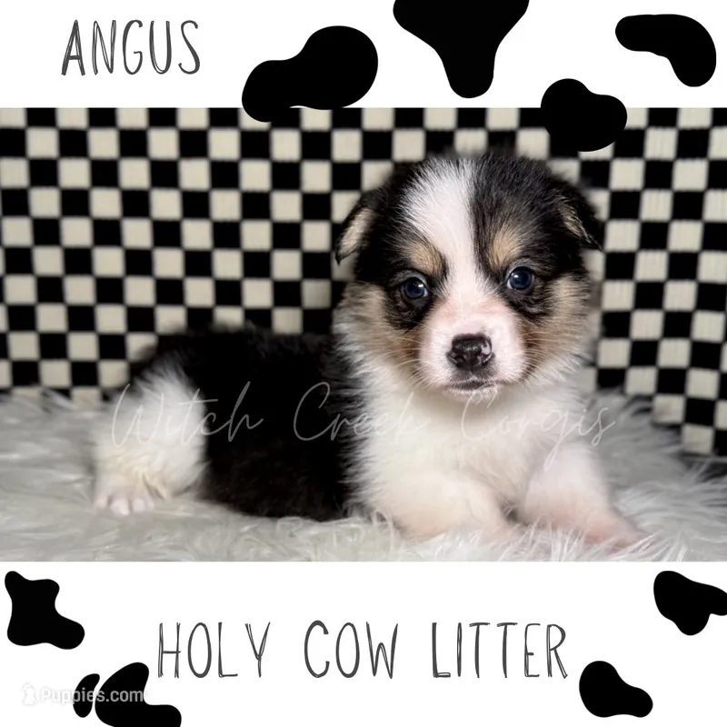 Angus – Cardigan Welsh Corgi, Pembroke Welsh Corgi puppy for sale in Greenwood, IN