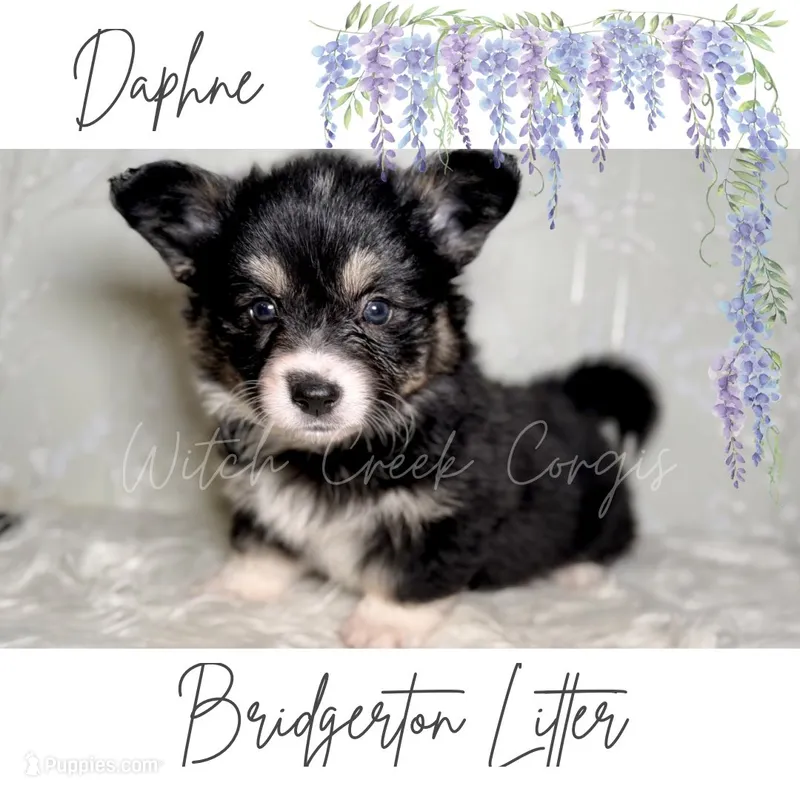 Daphne- Fluffy – Cardigan Welsh Corgi, Pembroke Welsh Corgi puppy for sale in Greenwood, IN