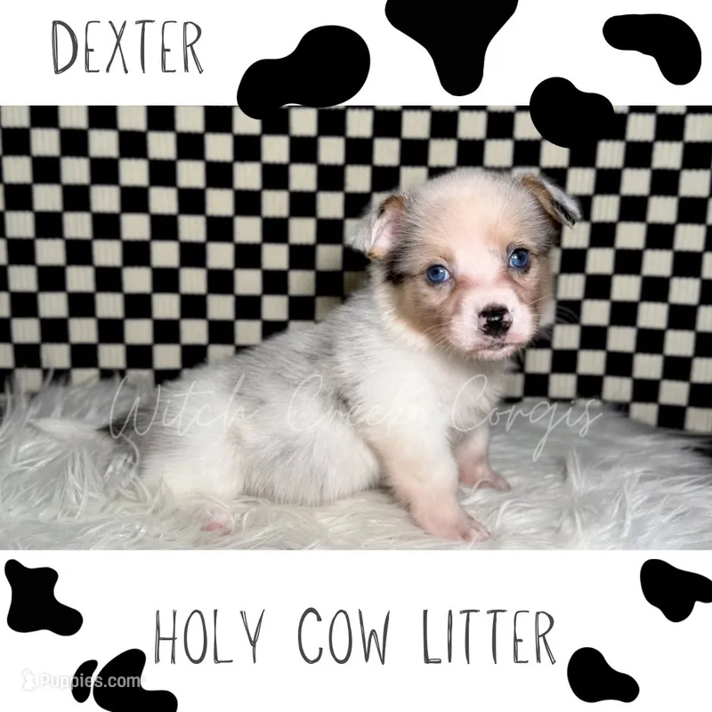 Dexter – Cardigan Welsh Corgi, Pembroke Welsh Corgi puppy for sale in Greenwood, IN